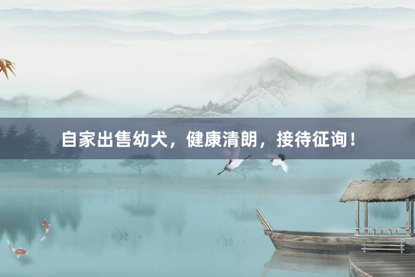 自家出售幼犬，健康清朗，接待征询！